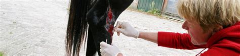 wonden verzorgen bij paarden